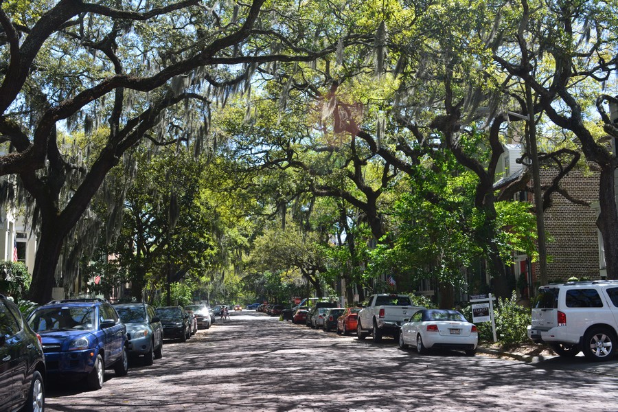 SAVANNAH SAVANNAH