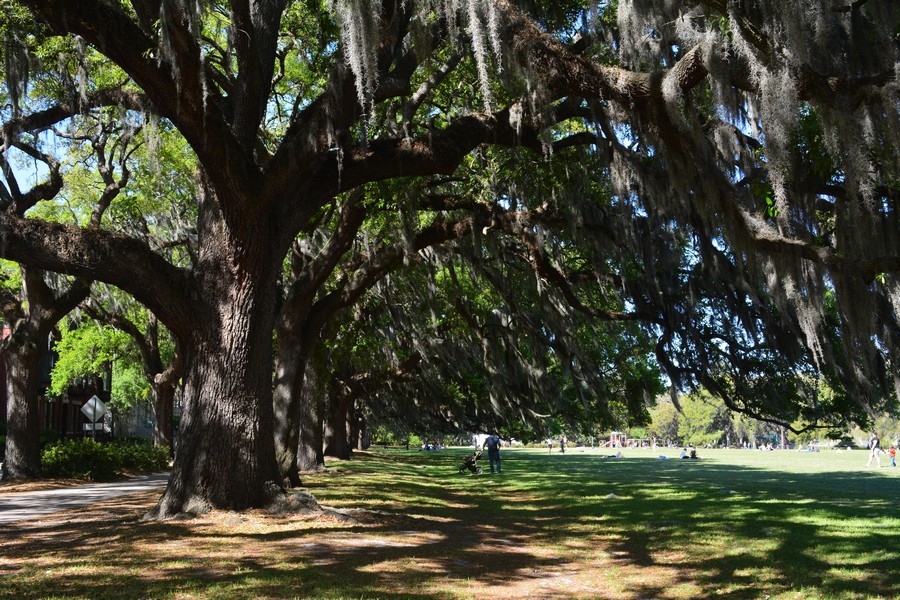 SAVANNAH SAVANNAH