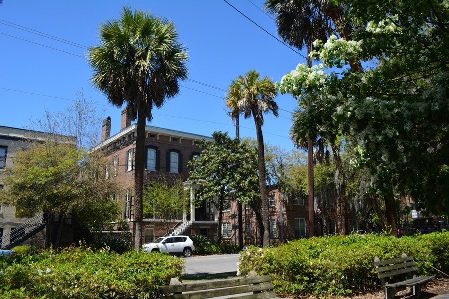 SAVANNAH SAVANNAH