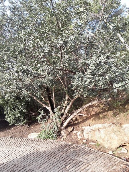 20200124_094537 arbre parc guell