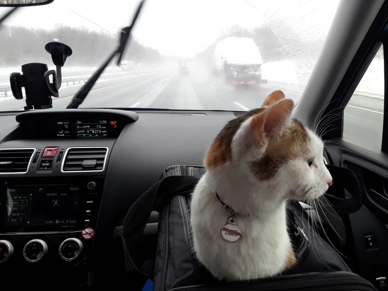 chat sous une tempête de neige