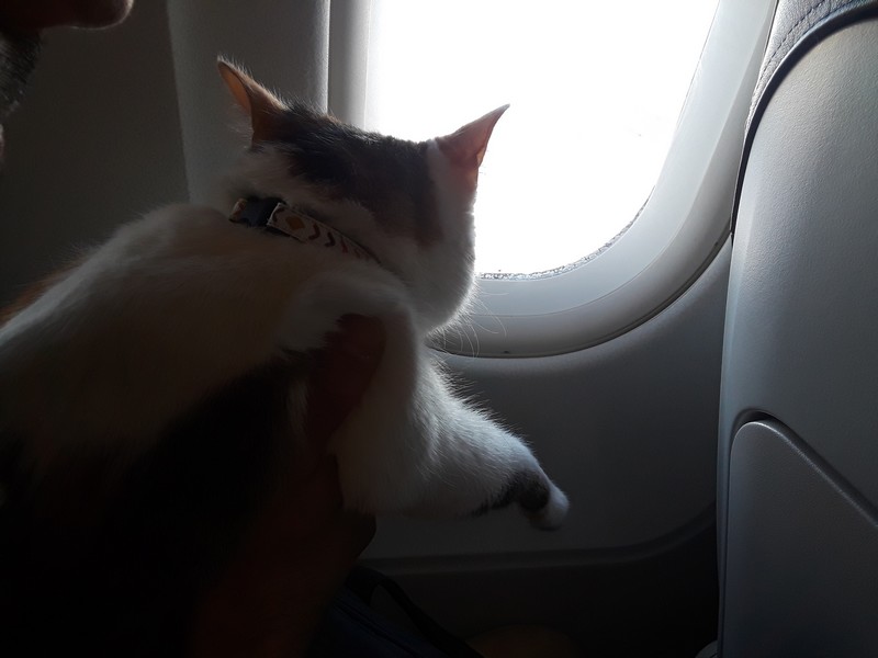 chat dans un avion hublot